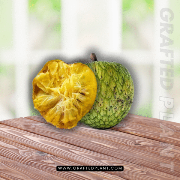 Annona montana