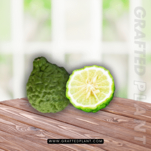 Citrus hystrix