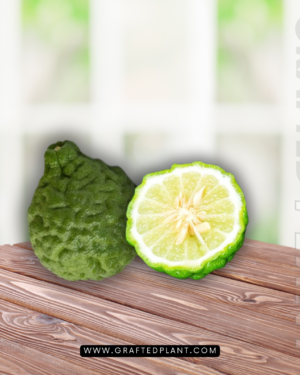 Citrus hystrix