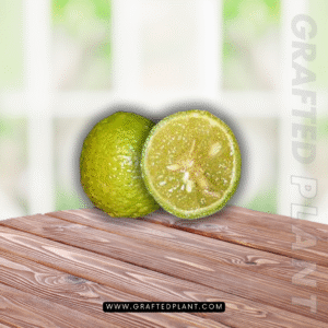 Citrus warburgiana