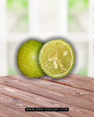 Citrus warburgiana