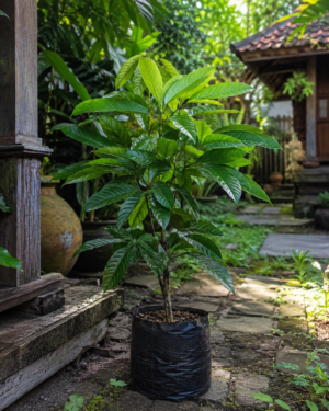 Durio graveolens plants