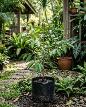 Durio_acutifolius plant