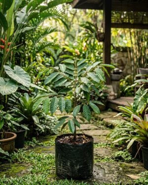 Durio_dulcis plant