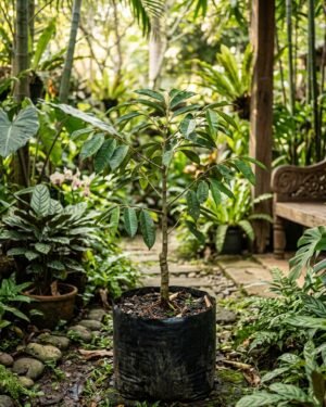 Durio_testunadirus_plant