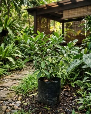 Garcinia forbesii plant