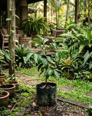 Garcinia mangostana plant