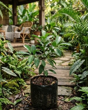 Garcinia_gummi-gutta_plant