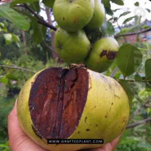 Diospyros digyna seeds