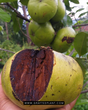 Diospyros digyna seeds
