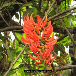 Mucuna bennettii seeds
