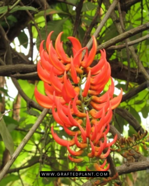 Mucuna bennettii seeds