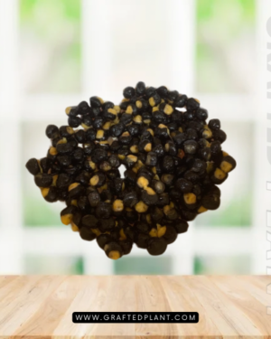 Musa ingens seeds