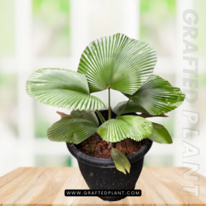 Licuala cordata seeds