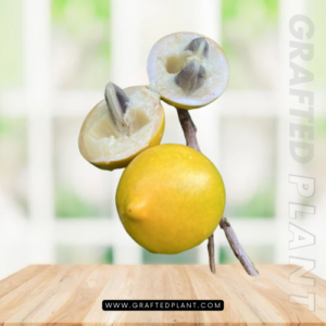 Pouteria caimito seeds