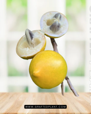 Pouteria caimito seeds