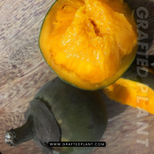 Matisia cordata (Chupa-chupa) seeds