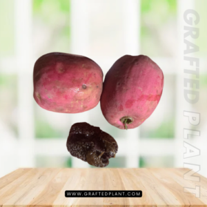 Syzygium jiewhoei seeds