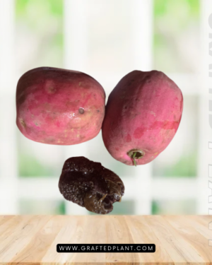 Syzygium jiewhoei seeds