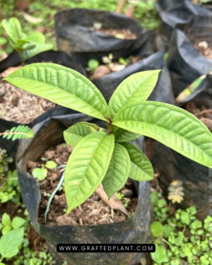 Syzygium verstegii plants