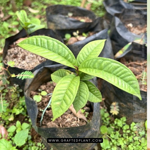 Syzygium verstegii plants