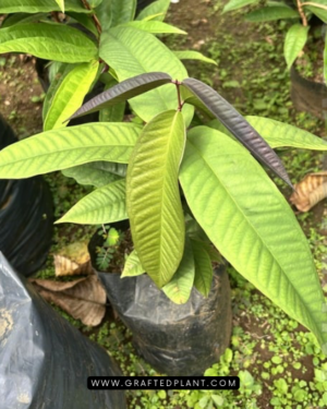 Syzygium jiewhoei plants