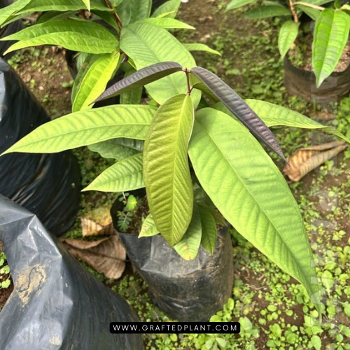 Syzygium jiewhoei plants