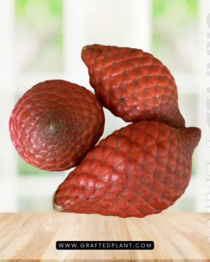 Salacca affinis seeds