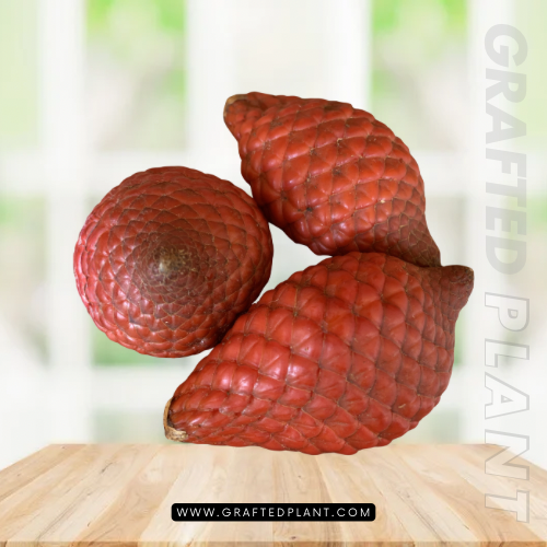 Salacca affinis seeds