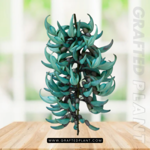 Strongylodon macrobotrys