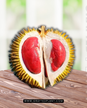 Durio dulcis