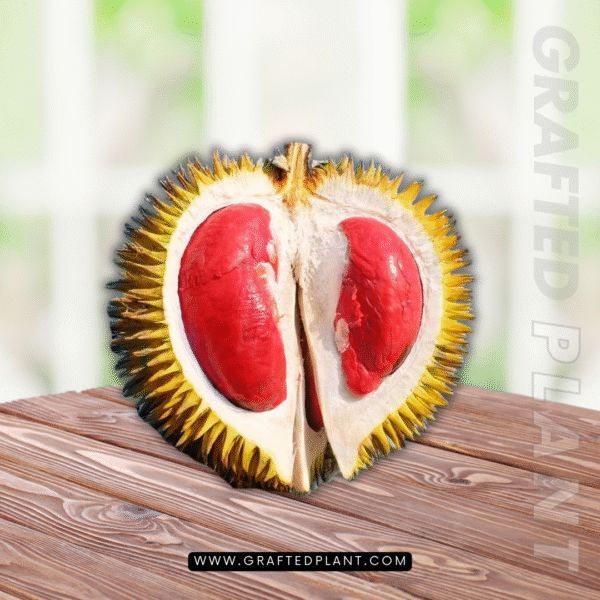 Durio dulcis