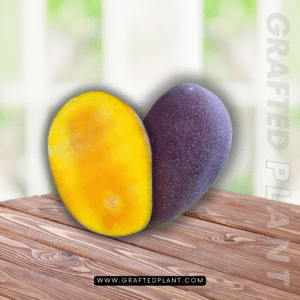 Mangifera casturi
