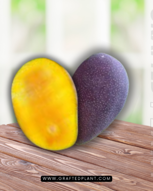 Mangifera casturi seeds