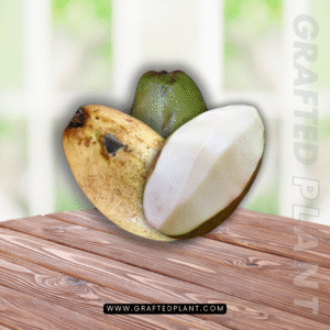 Mangifera caesia