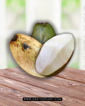 Mangifera caesia seeds
