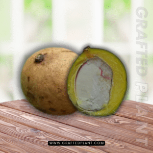 Mangifera pajang