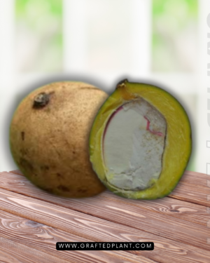 Mangifera pajang seeds