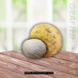 Mangifera torquendra