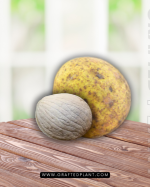 Mangifera torquendra seeds