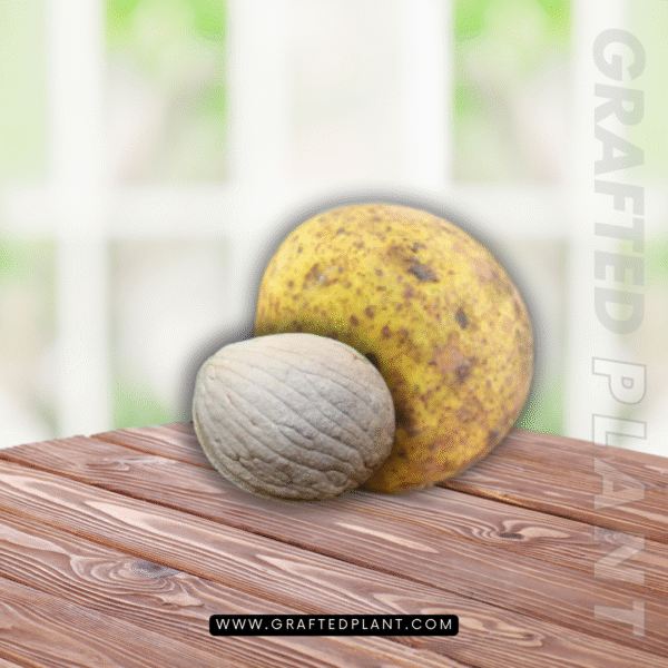 Mangifera torquendra
