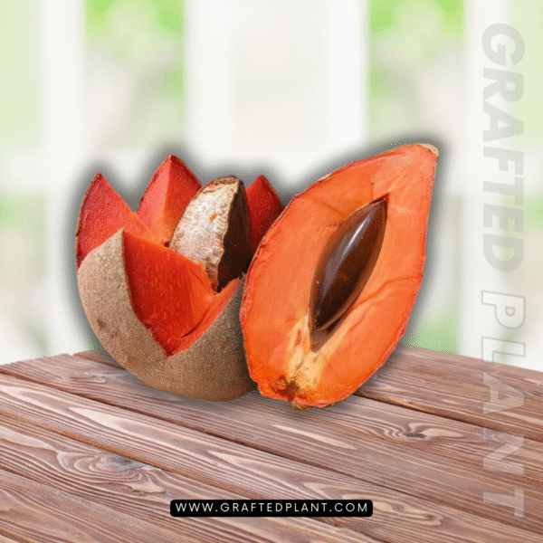 Pouteria sapota