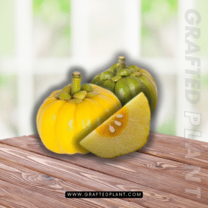 Garcinia gummi gutta