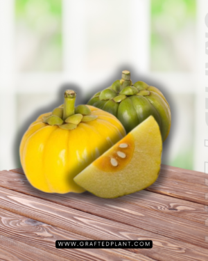 Garcinia gummi gutta