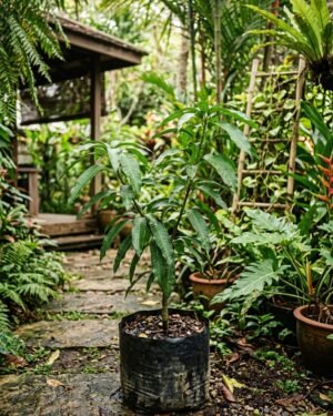 Mangifera_caesia_plant
