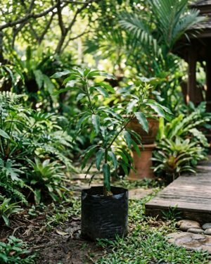 Mangifera_casturi_plant