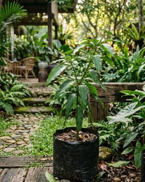 Mangifera_kemanga_plant