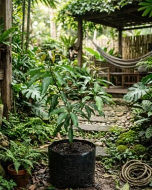 Mangifera_laurina_plant