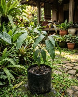 Mangifera_pajang_plant