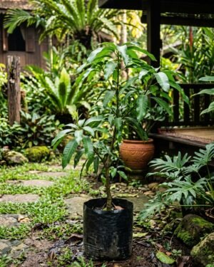 Mangifera_torquenda_plant